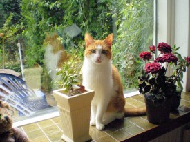 Patser 011006-PA010007 (2)