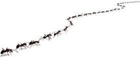 Ants marching