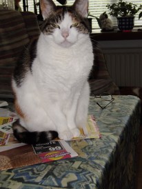 OLYMPUS DIGITAL CAMERA