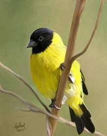 Yellow Bird - pic bird