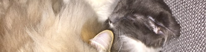 Verjaardagstress….