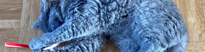 Schaapjes tellen… Schaapjes tellen…