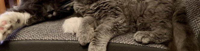 1 jaar Pepper… 1 jaar Pepper…