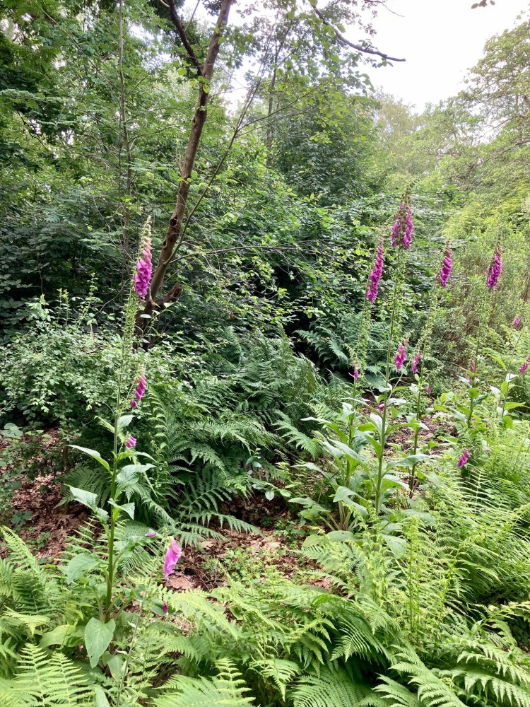 De huidige afbeelding heeft geen alternatieve tekst. De bestandsnaam is: thyssepakr-1-.jpg