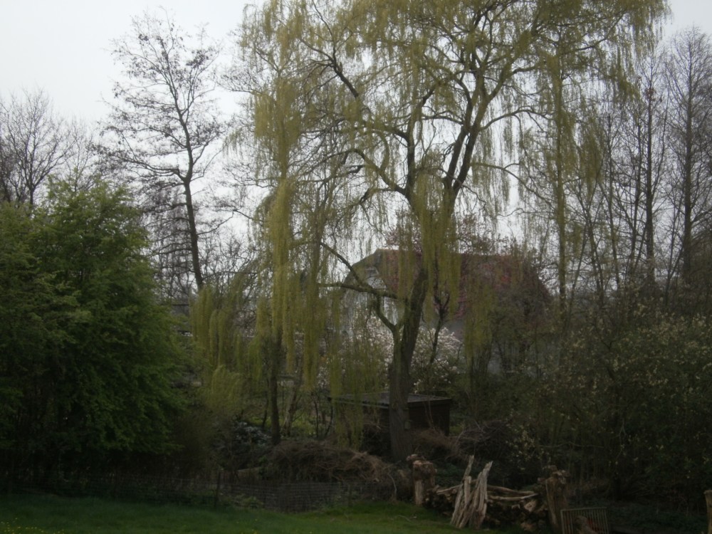 De huidige afbeelding heeft geen alternatieve tekst. De bestandsnaam is: amsterdamse-bos-p3310124.jpg