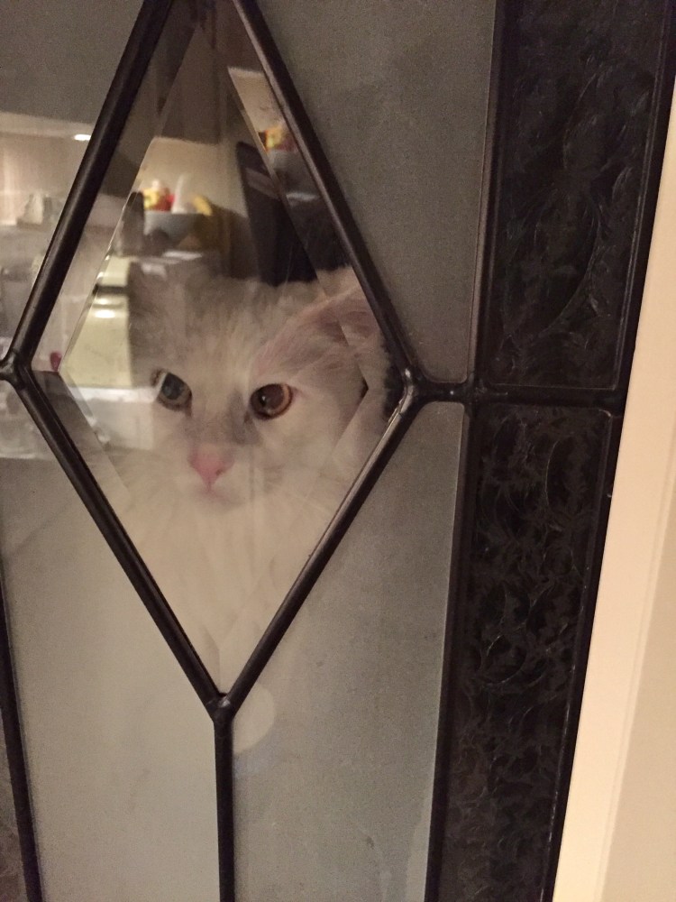 De huidige afbeelding heeft geen alternatieve tekst. De bestandsnaam is: img_9499.jpg