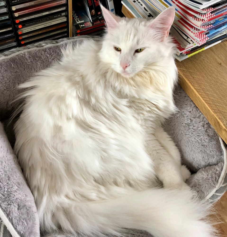 De huidige afbeelding heeft geen alternatieve tekst. De bestandsnaam is: pebbles-ons-pittige-meisje-030823-.jpg