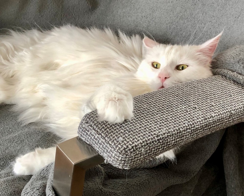 De huidige afbeelding heeft geen alternatieve tekst. De bestandsnaam is: pebbles-op-de-stoel.030823-.jpg