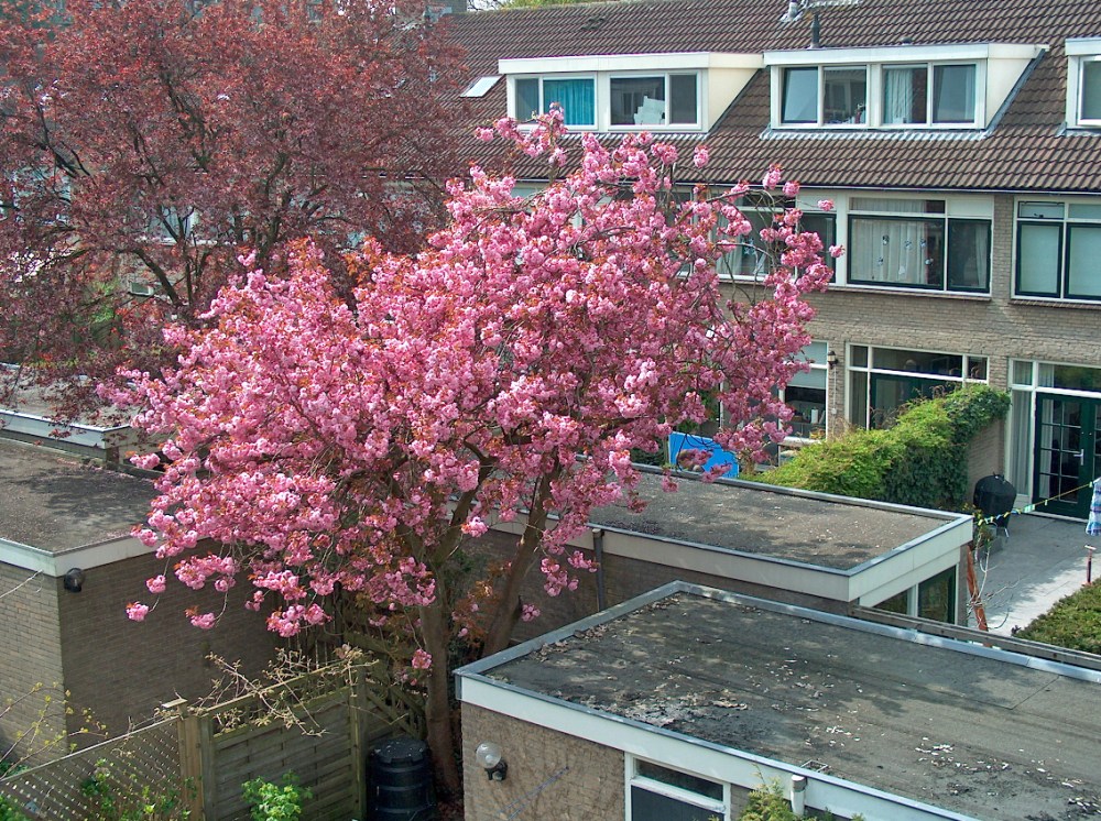 De huidige afbeelding heeft geen alternatieve tekst. De bestandsnaam is: hpim1686_edited.jpg