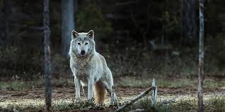 De huidige afbeelding heeft geen alternatieve tekst. De bestandsnaam is: wolf-2-images.jpg