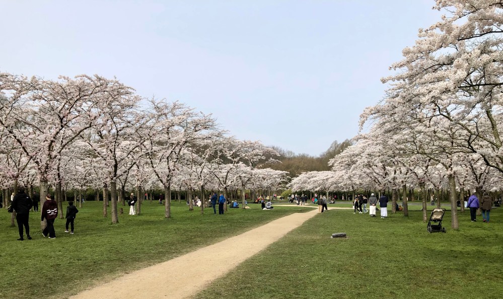 De huidige afbeelding heeft geen alternatieve tekst. De bestandsnaam is: bloesem-0326-2-img_6983.jpg