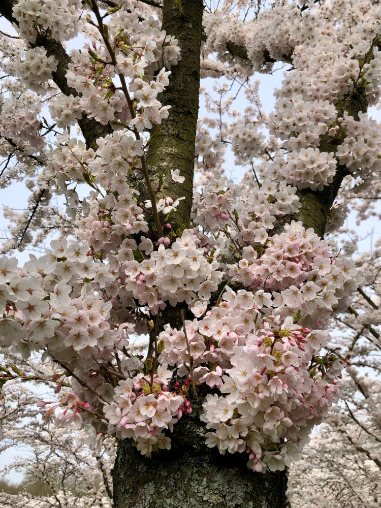 De huidige afbeelding heeft geen alternatieve tekst. De bestandsnaam is: bloesem-0326-3-img_6985.jpg