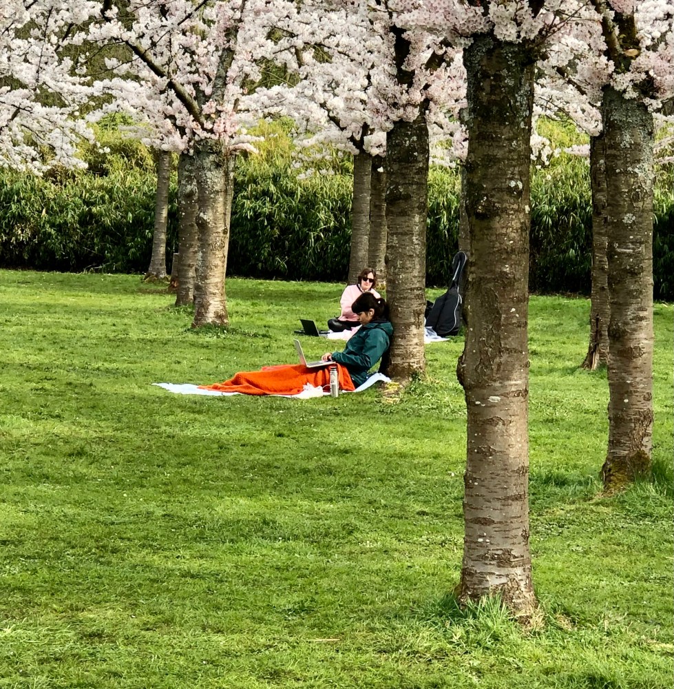 De huidige afbeelding heeft geen alternatieve tekst. De bestandsnaam is: bloesem-0326-4-img_6986.jpg