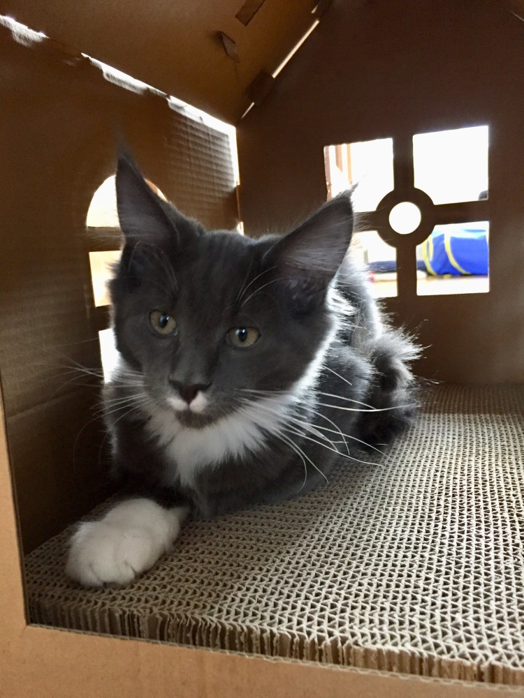 De huidige afbeelding heeft geen alternatieve tekst. De bestandsnaam is: img_5226.jpg