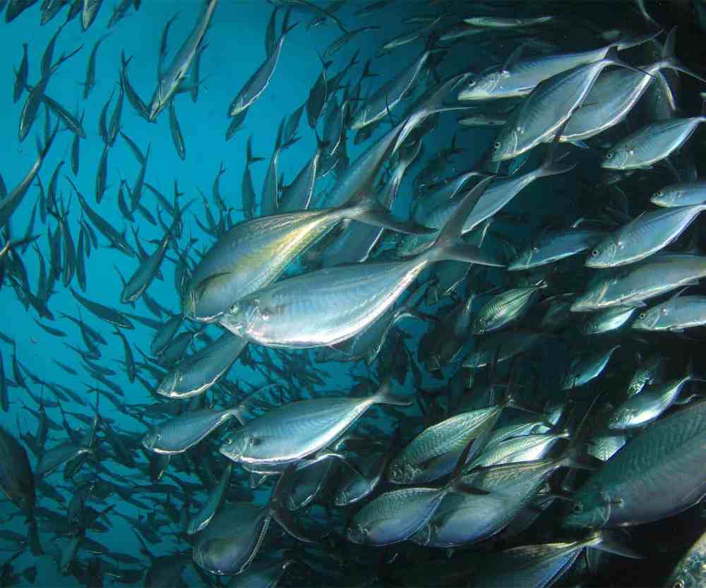 De huidige afbeelding heeft geen alternatieve tekst. De bestandsnaam is: tonijn-2-school.jpg